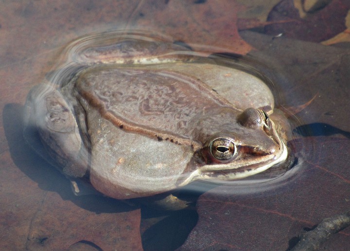 Wood Frog